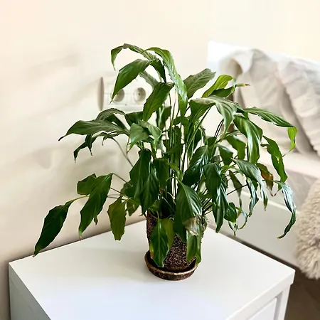 דירה Osapart Ideal In The Complex Great Britain לבוב