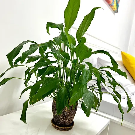 Osapart Ideal In The Complex Great Britain