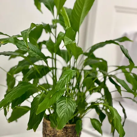 Апартаменты Osapart Ideal In The Complex Great Britain