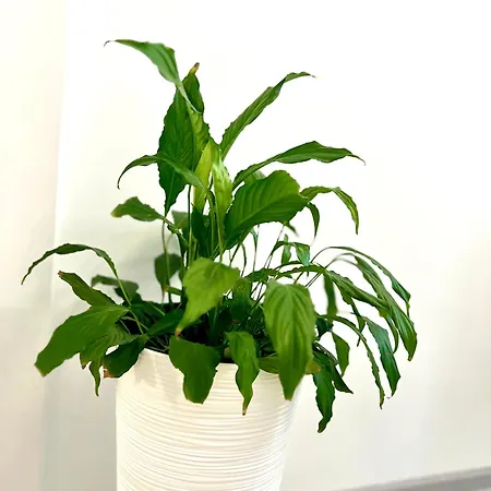 Osapart Ideal In The Complex Great Britain 利沃夫