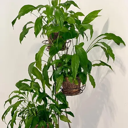 Osapart Ideal In The Complex Great Britain * Львов