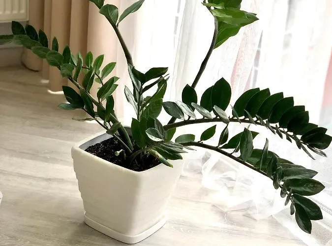 Osapart Ideal In The Complex Great Britain * إلفيف