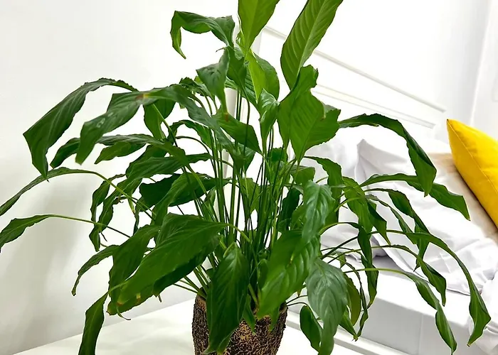 Osapart Ideal In The Complex Great Britain