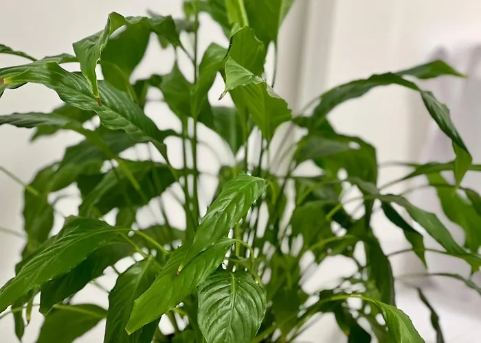 Apartamento Osapart Ideal In The Complex Great Britain