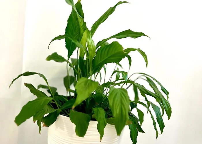 Osapart Ideal In The Complex Great Britain Львов