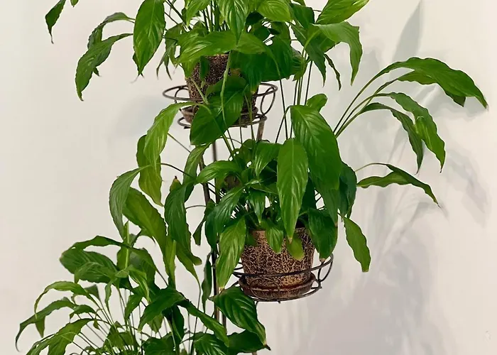 Osapart Ideal In The Complex Great Britain * Lviv