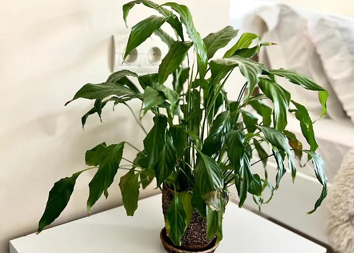 Apartment Osapart Ideal In The Complex Great Britain Lviv