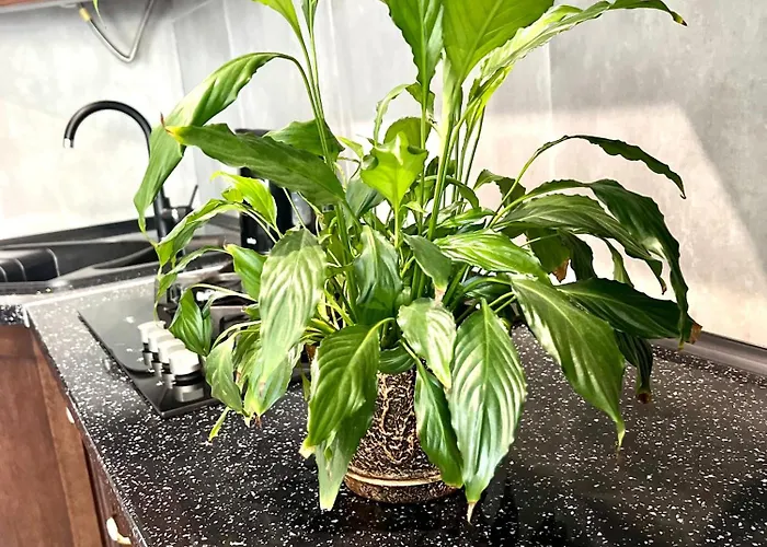 Osapart Ideal In The Complex Great Britain *