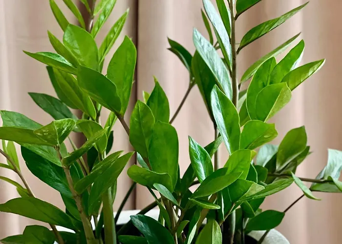 Osapart Ideal In The Complex Great Britain Appartement